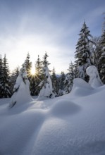 Snow-covered trees in a forest in winter, sun star in the morning, Estergebirge, Bavarian Prealps,