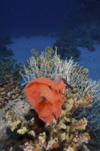 Spawn of Spanish dancer (Hexabranchus sanguineus) amidst white underwater plants, lively and