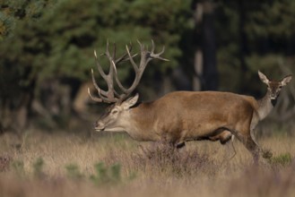 Red deer in rut, Hooge Veluve, Holland