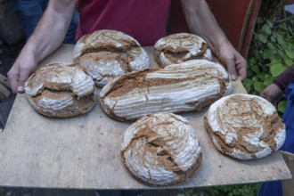 Freshly baked wood-fired bread on a board, baking oven festival in Franconia, Bavaria, Germany,