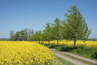 Gravel road through fields with rapeseed in Skurup municipality, Skåne, Sweden, Scandinavia, Europe