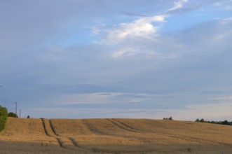 Ripe barleys (Hordeum vulgare) in the evening light, Mecklenburg-Vorpommern, Germany, Europe