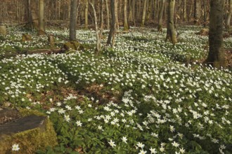 Wood anemone (Anemone nemorosa) Carpet of flowers in deciduous forest, Allgäu, Bavaria, Germany,