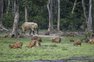 Forest elephant (Loxodonta cyclotis) and bongo antelope (Tragelaphus eurycerus) in the Dzanga Bai