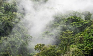 Fog drifts through the rainforest, treetops in the dense forest, mountain rainforest, Alajuela