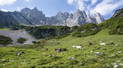 Mountain meadow with goats, rocky mountain peaks of the Wilder Kaiser, Kaiser Mountains, Tyrol,