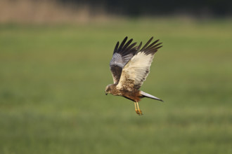 Montagu's harrier (Circus pygargus), female in flight, Lake Neusiedl National Park, Seewinkel,