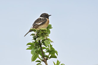 Stonechat (Saxicola rubicola), male sitting on a branch, Lake Neusiedl National Park, Seewinkel,