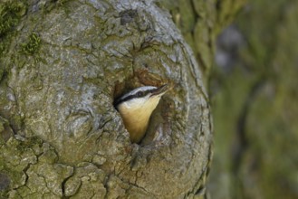 Nuthatch (Sitta europaea), looking out of its breeding den, Lake Neusiedl National Park, Seewinkel,