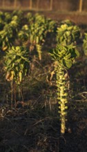 Agriculture cultivation of Brussels sprouts in a field, winter field, vegetables, agriculture,