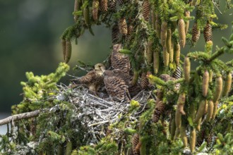 Common kestrel (Falco tinnunculus), female adult bird with fledglings not yet ready to fly in the