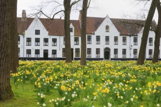 The Beguinage, Benelux, city, city trip, garden, flowers, yellow, religious, religion, West