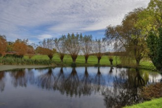 Wicker (Salix viminalis) at a village pond, Mecklenburg-Western Pomerania, Germany, Europe