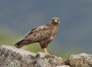 Common buzzard (Buteo buteo), portrait, Castilla-La Mancha, Spain, Europe