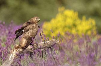 Common buzzard in colourful garigue vegetation, Castilla-La Mancha, Spain, Europe