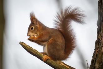 Squirrel (Sciurus vulgaris) sitting on a branch and holding a hazelnut in its paws,