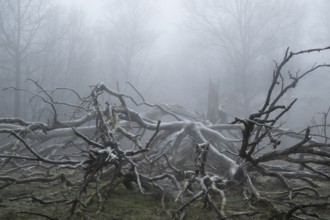 Branches of an old, lightning-split, solitary oak tree on a cold and foggy day, Hohenlohe,