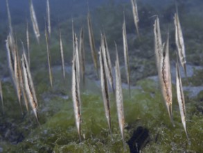 A group of long silver fish, jointed razorfish, razorfish (Aeoliscus strigatus) swimming upside