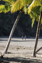 Couple walking along the beach, between coconut trees, Playa Ventanas, Puntarenas province, Costa