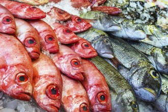 Red Sea Fish, Fish Market in Hurghada, Egypt, Africa