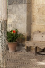 House facade with a clive as decoration, Cordoba, Andalusia, Spain, Europe