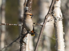 Bohemian waxwing (Bombycilla garrulus) perched on branch, May, Finnish Lapland