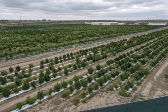 Avondale, Colorado, Cannabis growing at the Mammoth Farms facility (formerlly Los Suenos), near