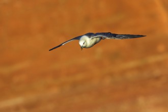 Fulmar, (Fulmarus glacialis), Heligoland, island of Heligoland, Schleswig-Holstein, Federal