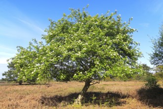 Rowan tree on heathland, Hollesley Common heath, Suffolk Sandlings, England, UK