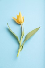 Orange tulip flower on blue pastel background. side view, close up, still life. Beauty, spring,