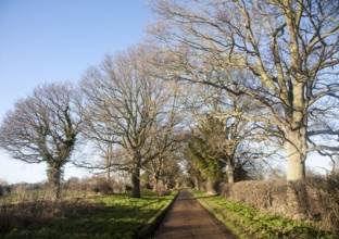 Landscape of long straight road passing trees in winter, Sutton, Suffolk, England, United Kingdom,