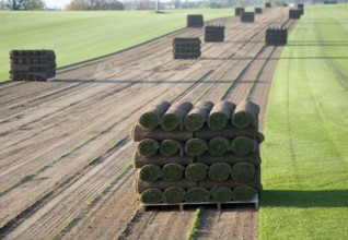 Rolls of turf grass standing on a pallet in a field, Blaxhall, Suffolk, England, United Kingdom,