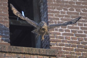 Eurasian eagle-owl (Bubo bubo), fledgling, making its first attempts at flight, industrial