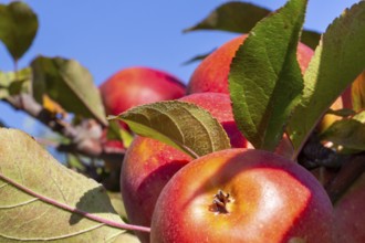 Close-up of apples in an apple field in the Palatinate. The apple trees are Weirouge or the Red