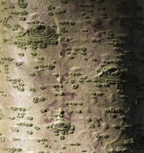 Texture of tree bark with patterns similar to the eye