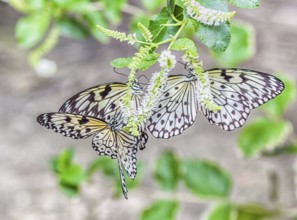 Three butterflies on a flower in the botanical garden