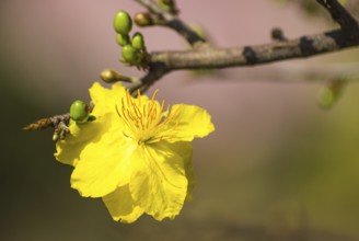 Flowering branch of yellow apricot in Vietnam