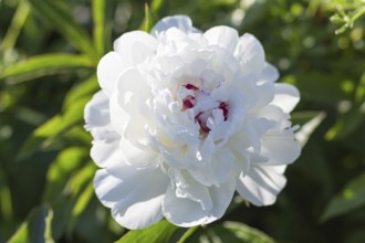 Pink peony flower in a botanical garden