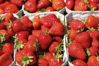 Fresh strawberries from Germany at the market in Mutterstadt, Rhineland-Palatinate