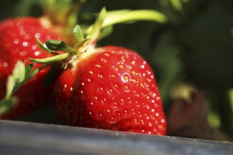 Close-up of ripe strawberries in the field