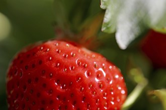 Close-up of ripe strawberries in the field