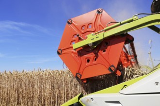 Harvesting grain with a combine harvester in a field near Ludwigshafen