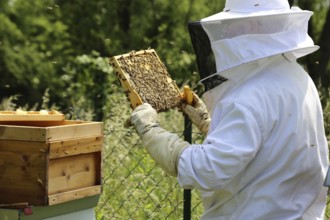 Beekeeper works on his hive