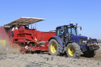 Tractor with harvester harvesting potatoes