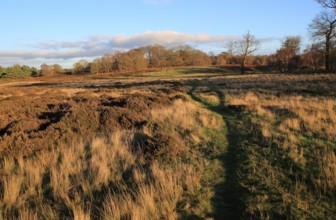 Winter landscape of deciduous trees and heather plants on heathland, Sutton Heath Suffolk, England,