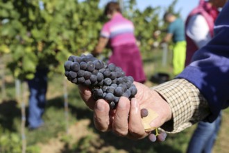 Grape grape harvest: Hand-picking of Pinot Gris grapes in the Palatinate (Norbert Groß winery,