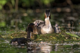 Great Crested Grebe (Podiceps cristatus), pair and young birds at the nest, one adult bird feeding