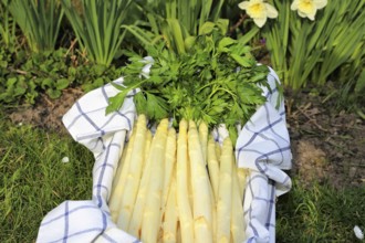 White asparagus decorated in a wooden crate