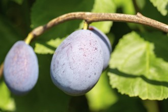 Ripe plums on the tree