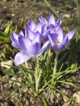 Crocuses blooming in the botanical garden in spring